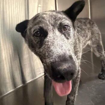 Australian Cattle Dog Blue Heeler Dogs Available for Adoption in Des Moines, Iowa - Lovie | PetCurious