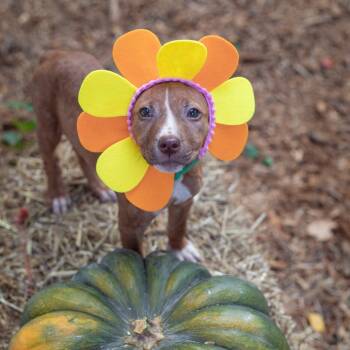 Rescue Terrier Dogs for Adoption in Durham, North Carolina - Ruby | PetCurious