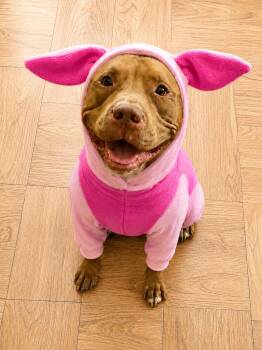 Samuel -  American Staffordshire Terrier Dog for Adoption in Los Angeles, California - Samuel | PetCurious