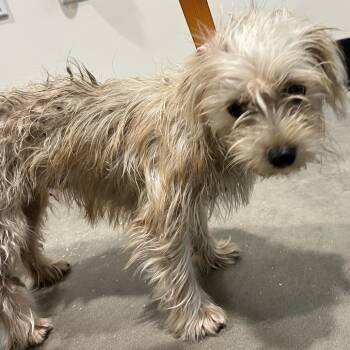 Barbie -  Yorkshire Terrier and Mixed Breed Dog for Adoption in Tampa, Florida - Barbie | PetCurious