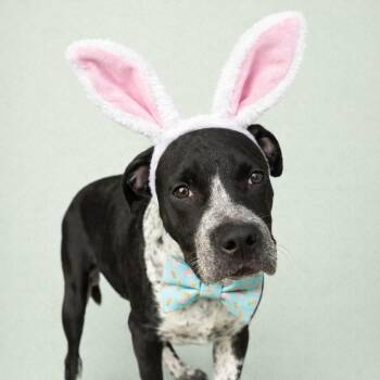 Pit Bull Terrier Dogs Available for Adoption - Sean Connery | PetCurious