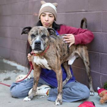 Mixed Breed Dogs Available for Adoption in Chamblee, Georgia - Peregrine | PetCurious
