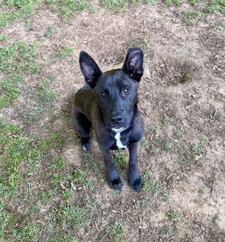 Scout Finch -  Australian Kelpie Dog for Adoption in Boston, Massachusetts - Scout Finch | PetCurious