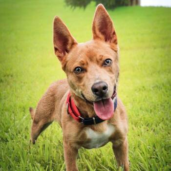 Scrappy Doo -  Mixed Breed Dog for Adoption in Galveston, Texas - Scrappy Doo | PetCurious