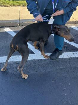JUNIPER -  Doberman Pinscher Dog for Adoption in Rossford, Ohio - JUNIPER | PetCurious