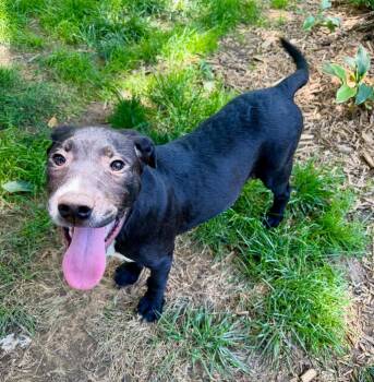 Jesse -  Mixed Breed Dog for Adoption in Northwood, New Hampshire - Jesse | PetCurious