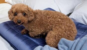 Tillie -  Poodle and Golden Retriever Dog for Adoption in Fort Myers, Florida - Tillie | PetCurious