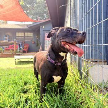 Shadow -  Pit Bull Terrier and American Staffordshire Terrier Dog for Adoption in San Antonio, Texas - Shadow | PetCurious