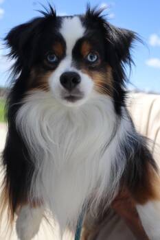 Falcon - Mini Aussie -  Australian Shepherd Dog for Adoption in Goshen, Kentucky - Falcon - Mini Aussie | PetCurious