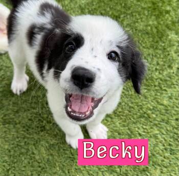 Becky -  Great Pyrenees Dog for Adoption in Fort Worth, Texas - Becky | PetCurious