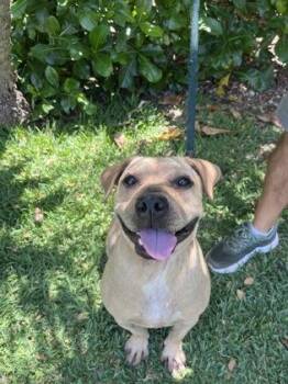 Terrier and Mixed Breed Dogs Available for Adoption in Honolulu, Hawaii - Spidey | PetCurious