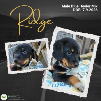 Ridge -  Australian Cattle Dog Blue Heeler Dog for Adoption in Pottstown, Pennsylvania - Ridge | PetCurious