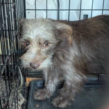 Chocolate -  Shih Tzu Dog for Adoption in West Plains, Missouri - Chocolate | PetCurious
