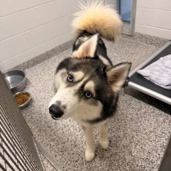 Max -  Husky Dog for Adoption in Morganton, North Carolina - Max | PetCurious