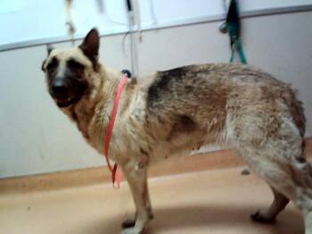 German Shepherd Dog and Mixed Breed Dogs Available for Adoption in Martinez, California - FABLE | PetCurious