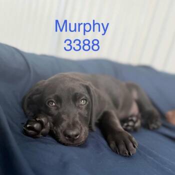 Black Labrador Retriever and Mixed Breed Dogs Available for Adoption in Tacoma, Washington - Murphy | PetCurious