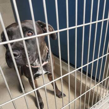 Arizona -  American Staffordshire Terrier Dog for Adoption in Kingman, Arizona - Arizona | PetCurious