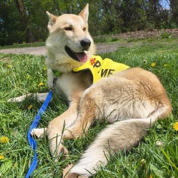 Chandler -  German Shepherd Dog and Husky Dog for Adoption in Moses Lake, Washington - Chandler | PetCurious