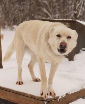 Husky Dogs Available for Adoption in Jefferson, New Hampshire - Polar | PetCurious