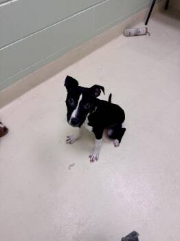 Lars Ulrich -  Pit Bull Terrier Dog for Adoption in Kalamazoo, Michigan - Lars Ulrich | PetCurious