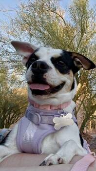 LANA DEL REY -  Jack Russell Terrier and Beagle Dog for Adoption in Joshua Tree, California - LANA DEL REY | PetCurious