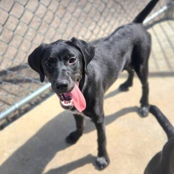 German Shorthaired Pointer and Mixed Breed Dogs Available for Adoption in Fenton, Michigan - Diamond  | PetCurious
