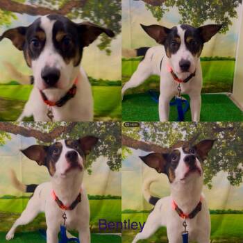 Rescue Hound Dogs for Adoption in White Hall, Illinois - Bently | PetCurious