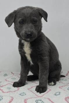 German Shepherd Dog Dogs Available for Adoption - Blue Comet (B Babies) | PetCurious