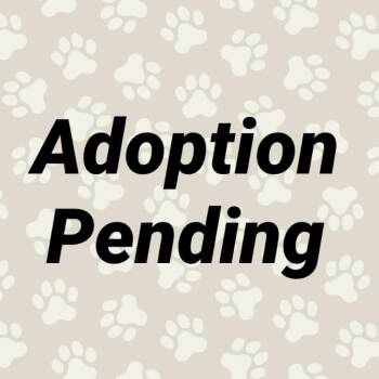 Rescue Pomeranian and Spaniel Dogs for Adoption in Washington, Pennsylvania - Whiskey | PetCurious