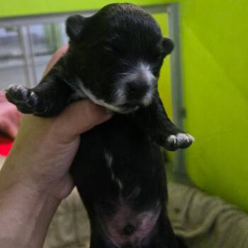 Spaniel Dogs Available for Adoption in San Jacinto, California - Moo | PetCurious
