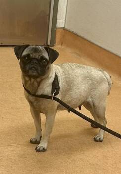 KETTLE CORN -  Pug Dog for Adoption in Martinez, California - KETTLE CORN | PetCurious