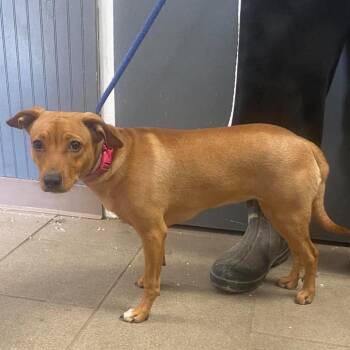 Banshee Stray Hold 10/31 -  Mixed Breed Dog for Adoption in Huntington, West Virginia - Banshee Stray Hold 10/31 | PetCurious