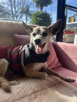 Rescue Chihuahua Dogs for Adoption in Los Angeles, California - Charlie #3700 | PetCurious