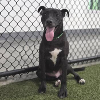 Kevin -  Pit Bull Terrier and Mixed Breed Dog for Adoption in Houston, Texas - Kevin | PetCurious
