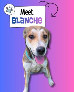 Hound Dogs Available for Adoption in Sulphur, Kentucky - Blanche | PetCurious