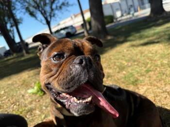 French Bulldog and Mixed Breed Dogs Available for Adoption - BIG MAC | PetCurious