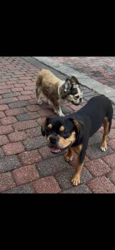 French Bulldog Dogs Available for Adoption in Mary Esther, Florida - Sonny | PetCurious