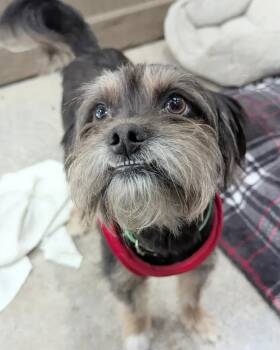 Rescue Shih Tzu Dogs for Adoption in Thousand Oaks, California - Mr. Wonderful | PetCurious
