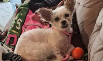 Betty White -  Chihuahua and Maltese Dog for Adoption in Fort Lauderdale, Florida - Betty White | PetCurious