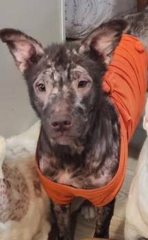 Rescue Mixed Breed Dogs for Adoption in Spring Hill, Tennessee - Leilani | PetCurious