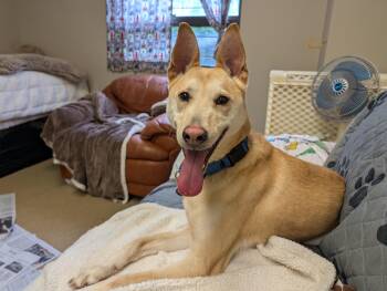 Hugo -  Shepherd Dog Available for Adoption in Port Washington, New York - Hugo | PetCurious