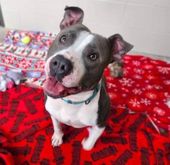 Pit Bull Terrier Dogs Available for Adoption - GOOB | PetCurious