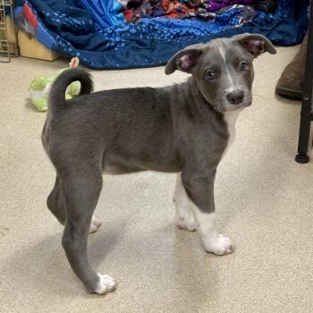 Jimmy -  Mixed Breed Dog for Adoption in Fort Bragg, California - Jimmy | PetCurious