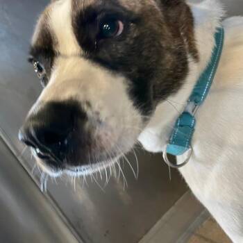 Terrier Dogs Available for Adoption in Des Moines, Iowa - Bandit | PetCurious