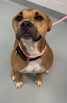 GIDEON -  Boxer and Mixed Breed Dog for Adoption in St. Cloud, Florida - GIDEON | PetCurious