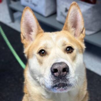 Akita -  Akita Dog for Adoption in Standish, Michigan - Akita | PetCurious
