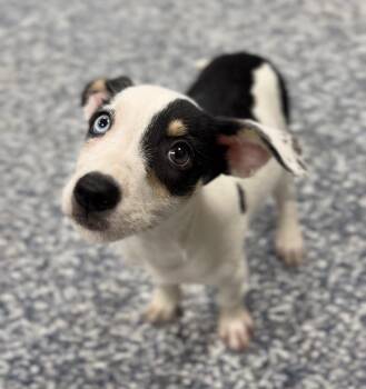 Louise -  Mixed Breed Dog for Adoption in Bemidji, Minnesota - Louise | PetCurious