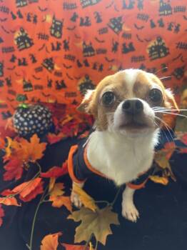 Speck -  Chihuahua Dog for Adoption in Upper Sandusky, Ohio - Speck | PetCurious