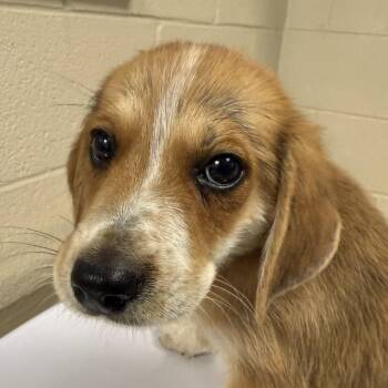 Labrador Retriever and Hound Dogs Available for Adoption in Troy, Virginia - Spring | PetCurious