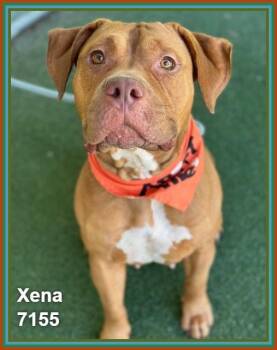 XENA -  Pit Bull Terrier and American Staffordshire Terrier Dog Available for Adoption in Marietta, Georgia - XENA | PetCurious